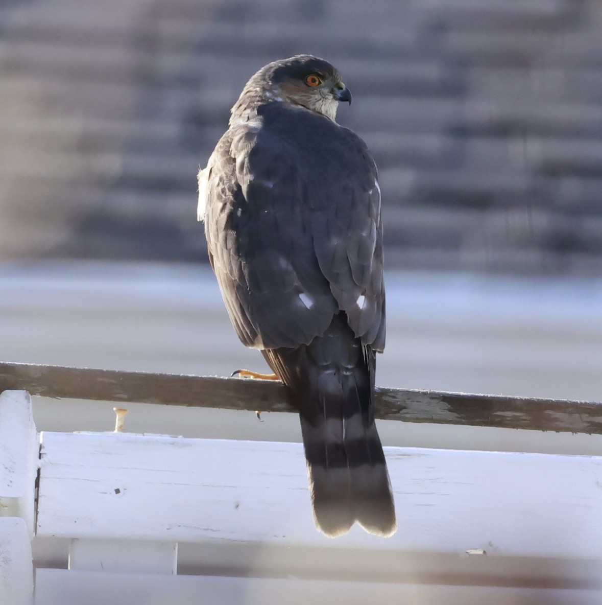Sharp-shinned Hawk - ML645896604