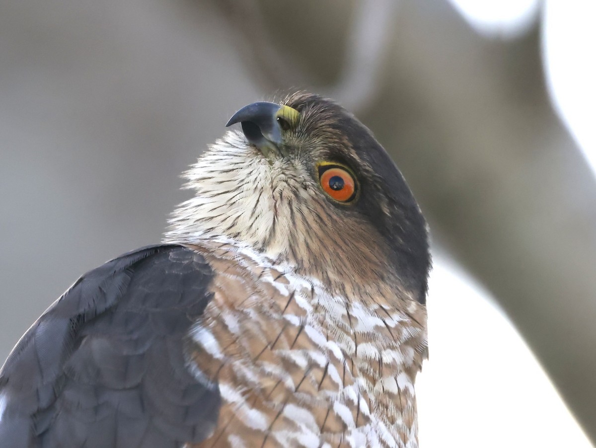 Sharp-shinned Hawk - ML645896605