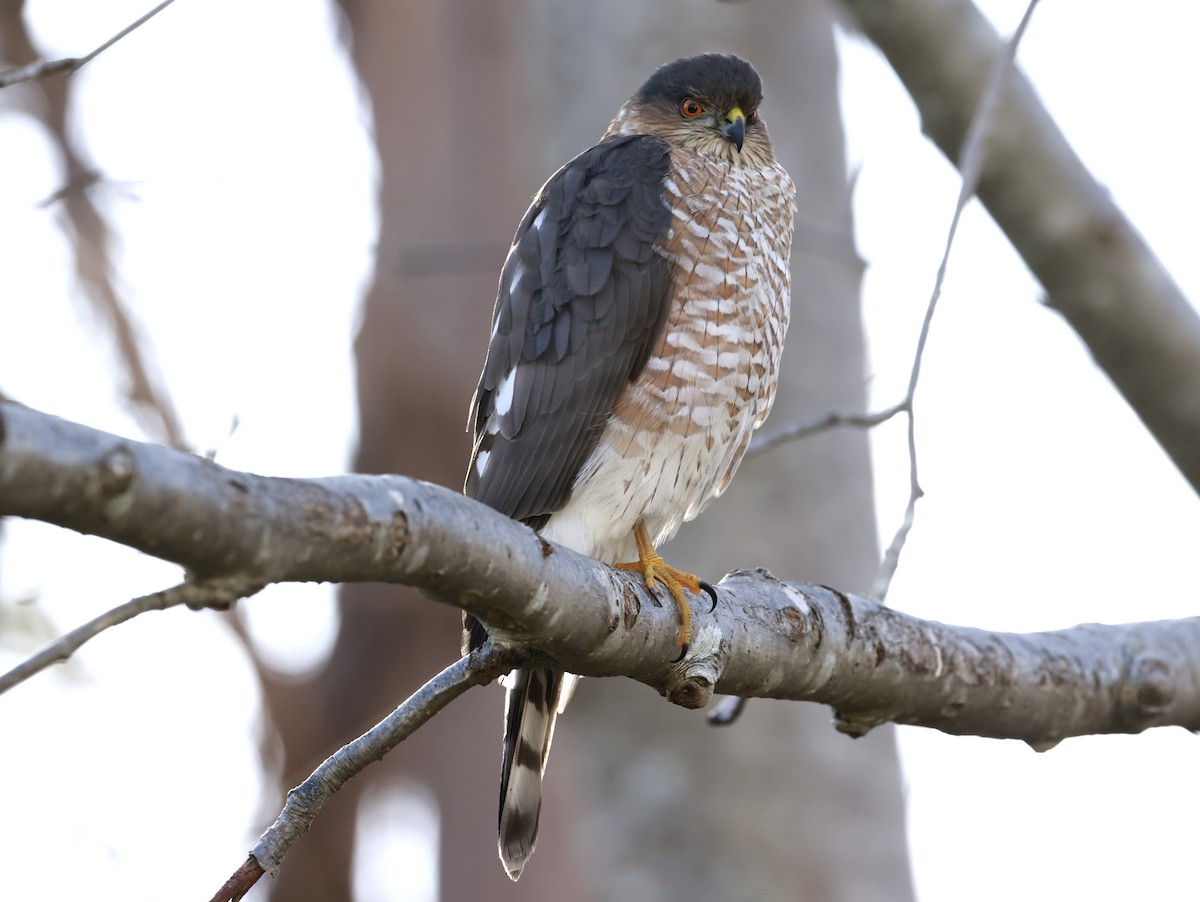 Sharp-shinned Hawk - ML645896607