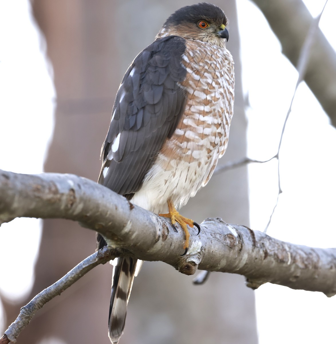 Sharp-shinned Hawk - ML645896609
