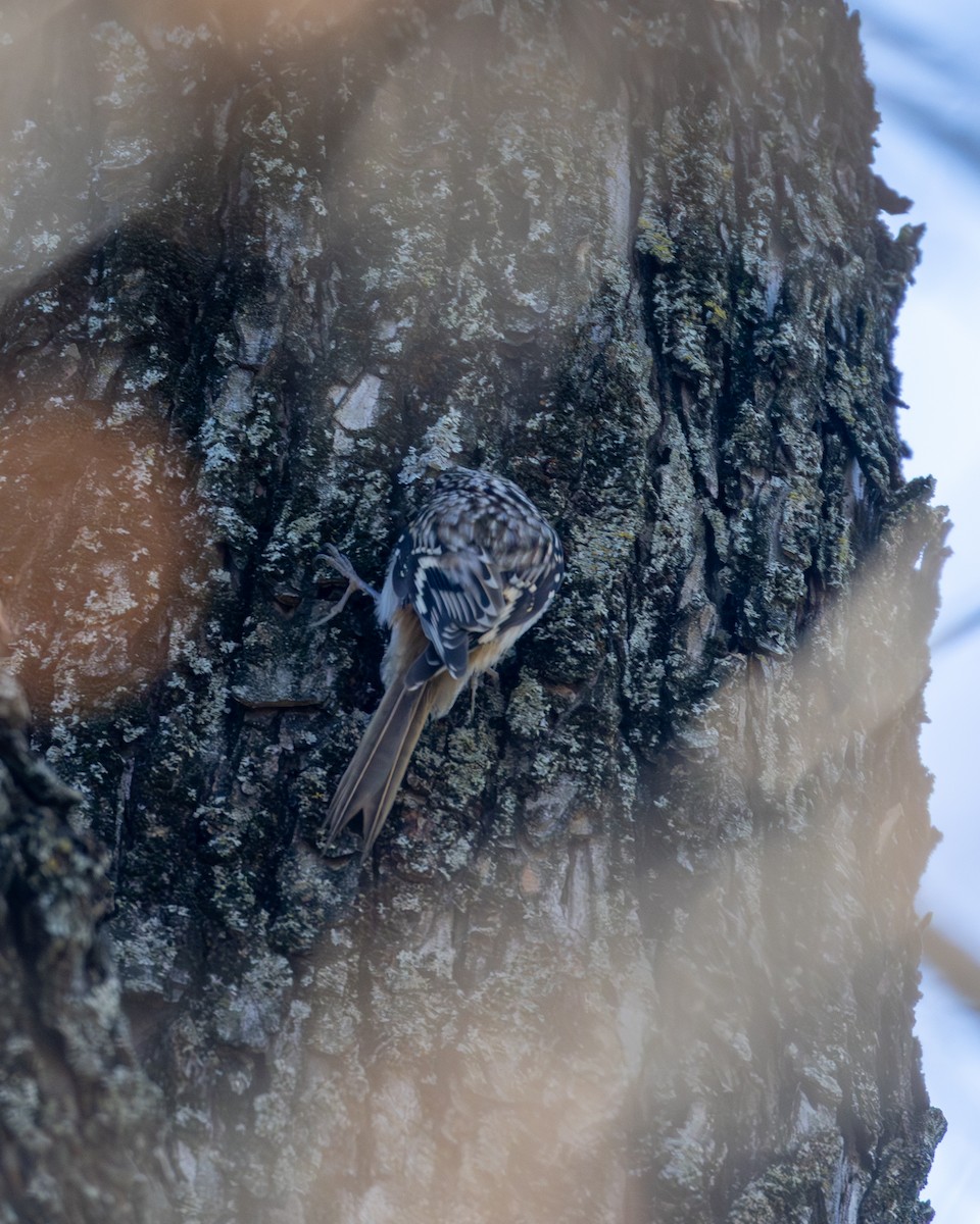 Gerri-txori amerikarra - ML645896610