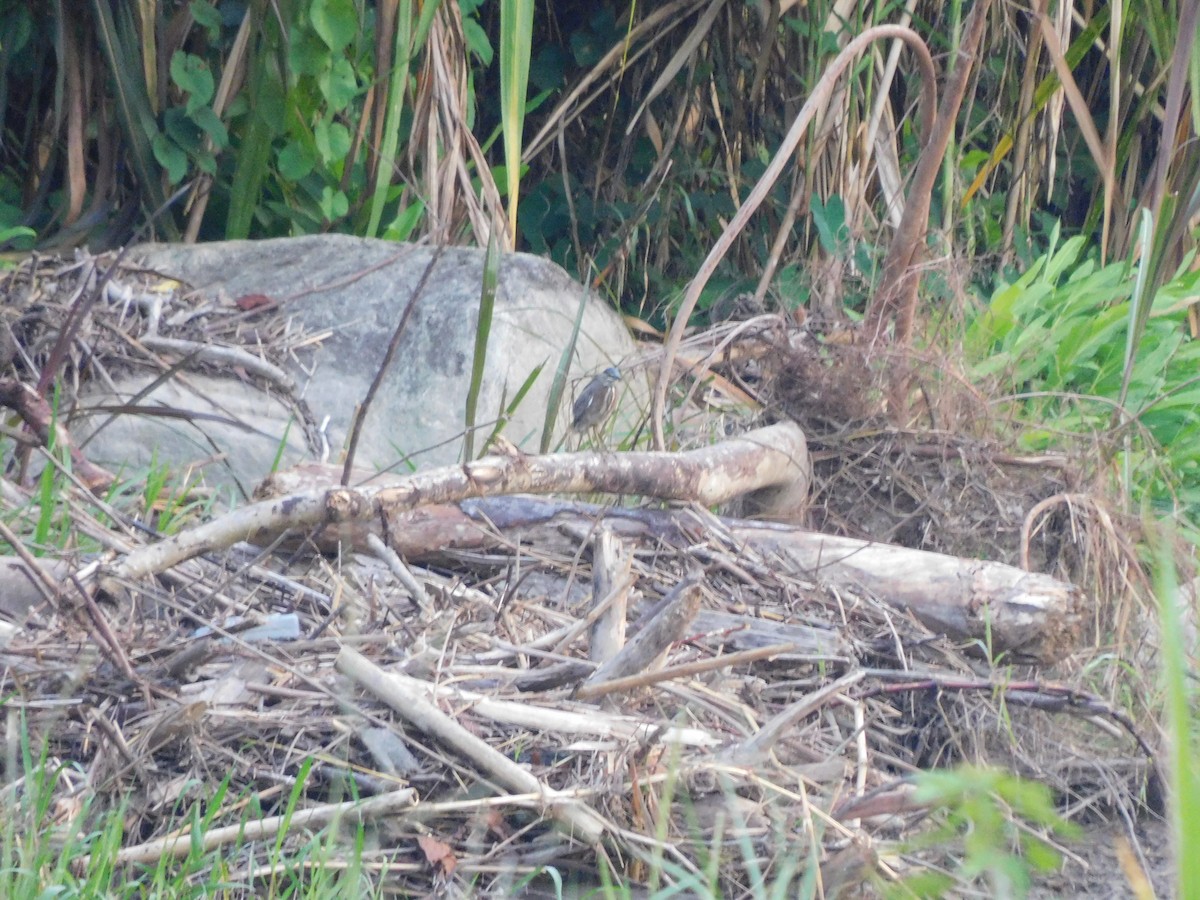 Striated Heron - ML645896612