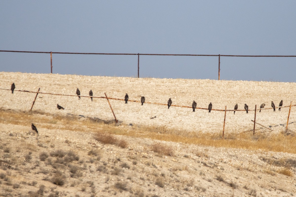 Miru beltza - ML645896613