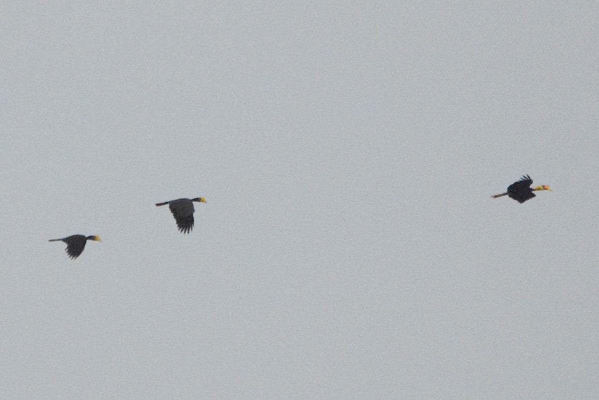 Wrinkled Hornbill - ML645896616