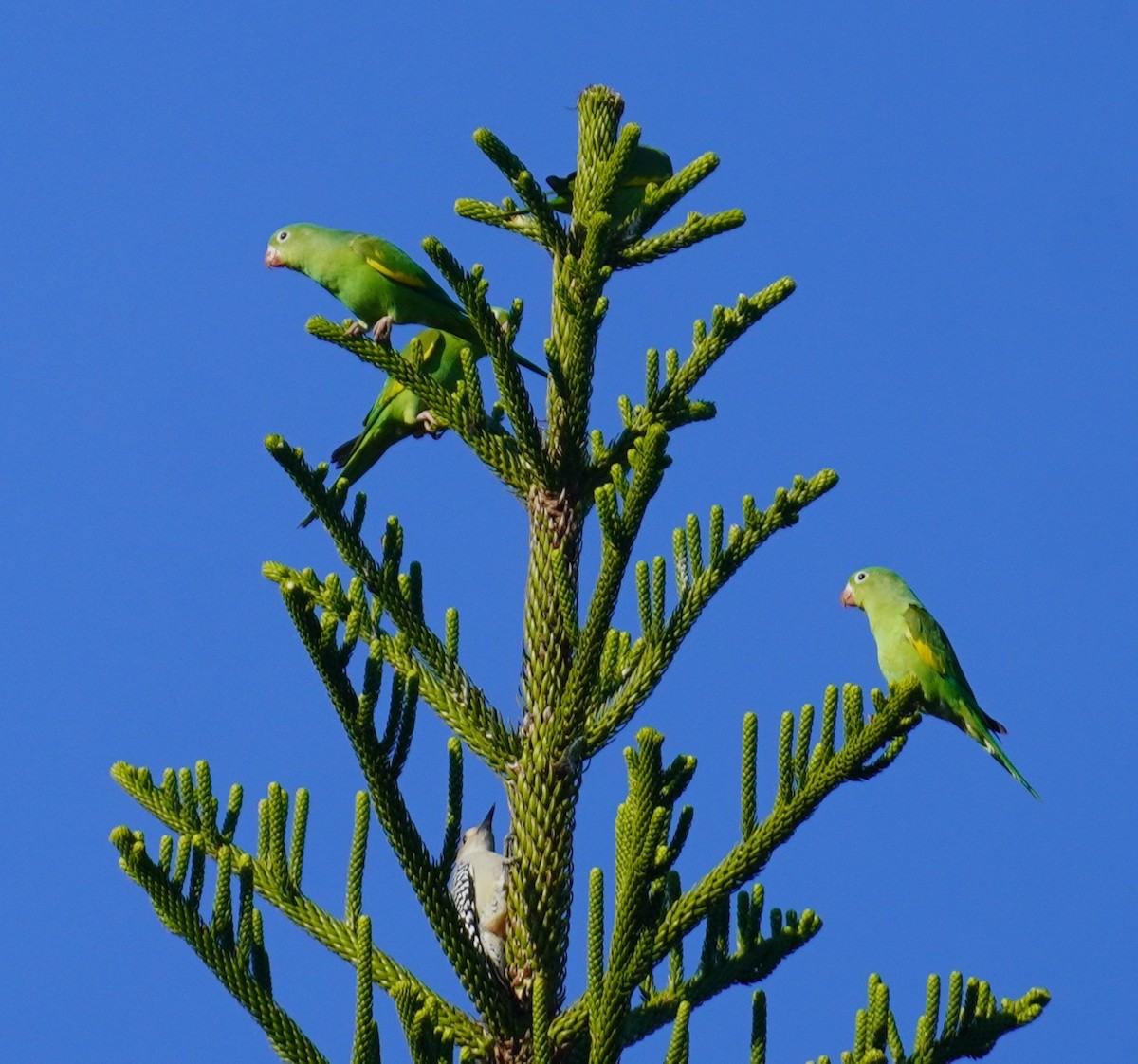 Yellow-chevroned Parakeet - ML645896618