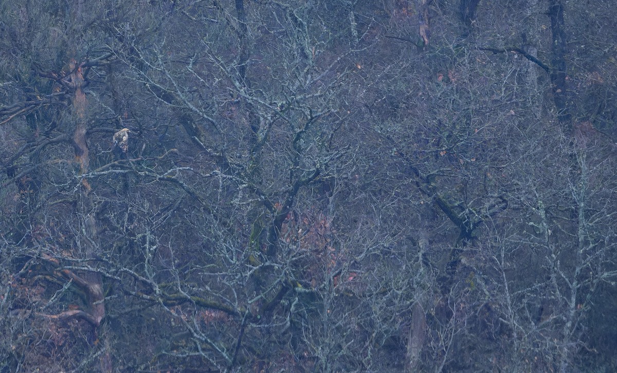 Greater Spotted Eagle - ML645896619