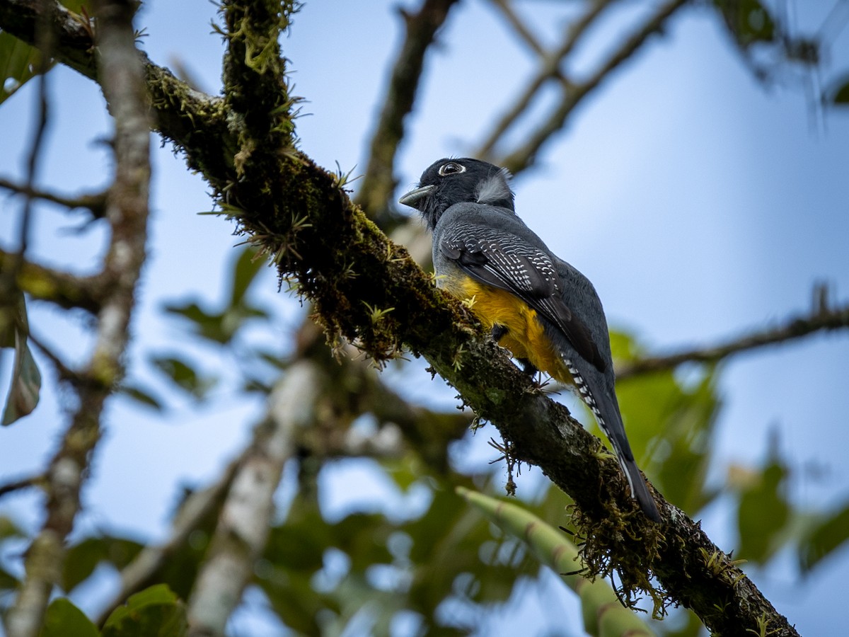 Gartered Violaceous Trogon - ML645896620