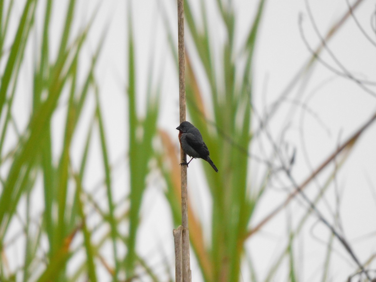 Chestnut-bellied Seedeater - ML645896623