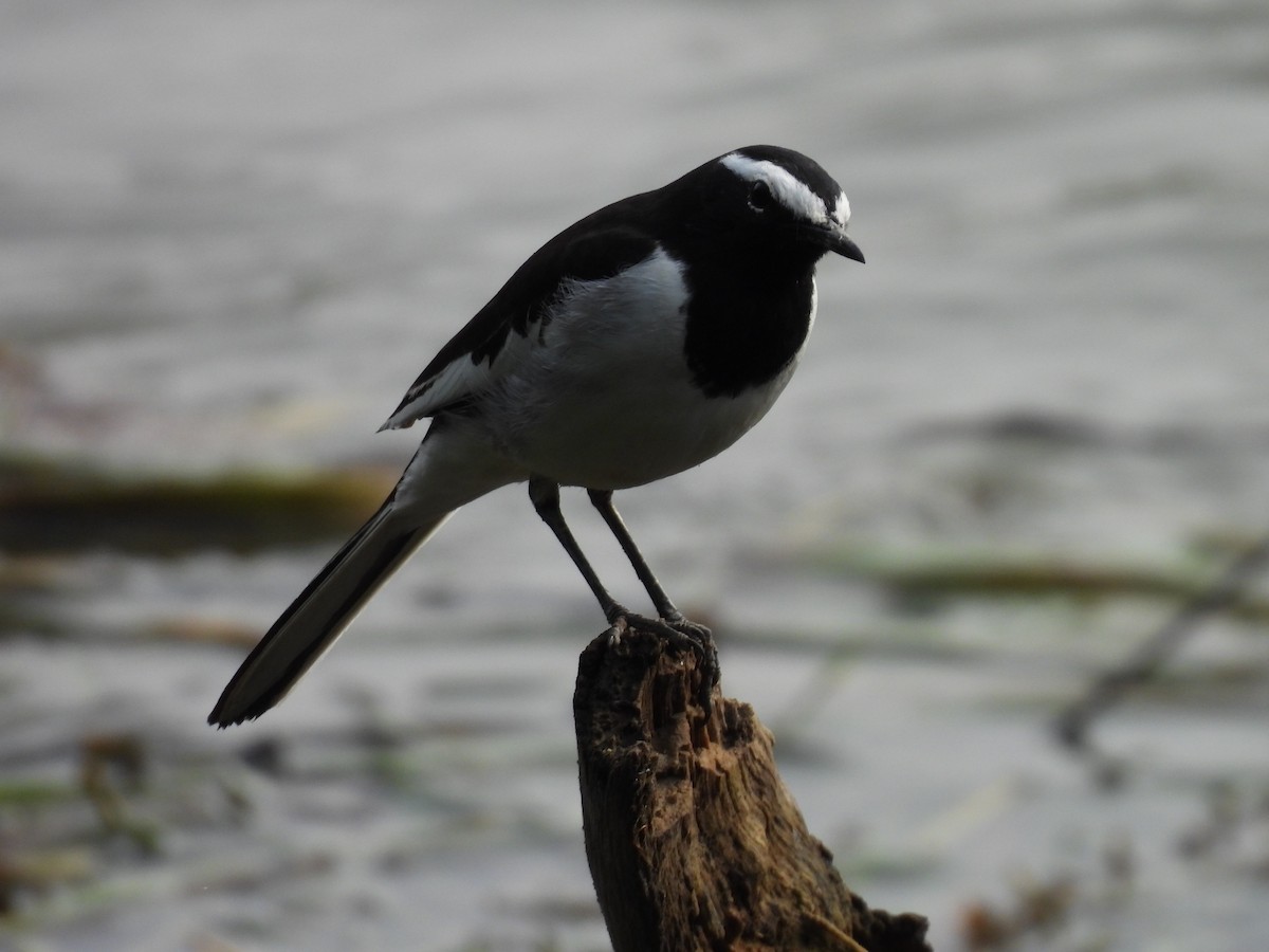 Buztanikara pinto indiarra - ML645896625