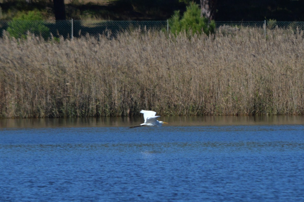 Koartza zuria - ML645896628