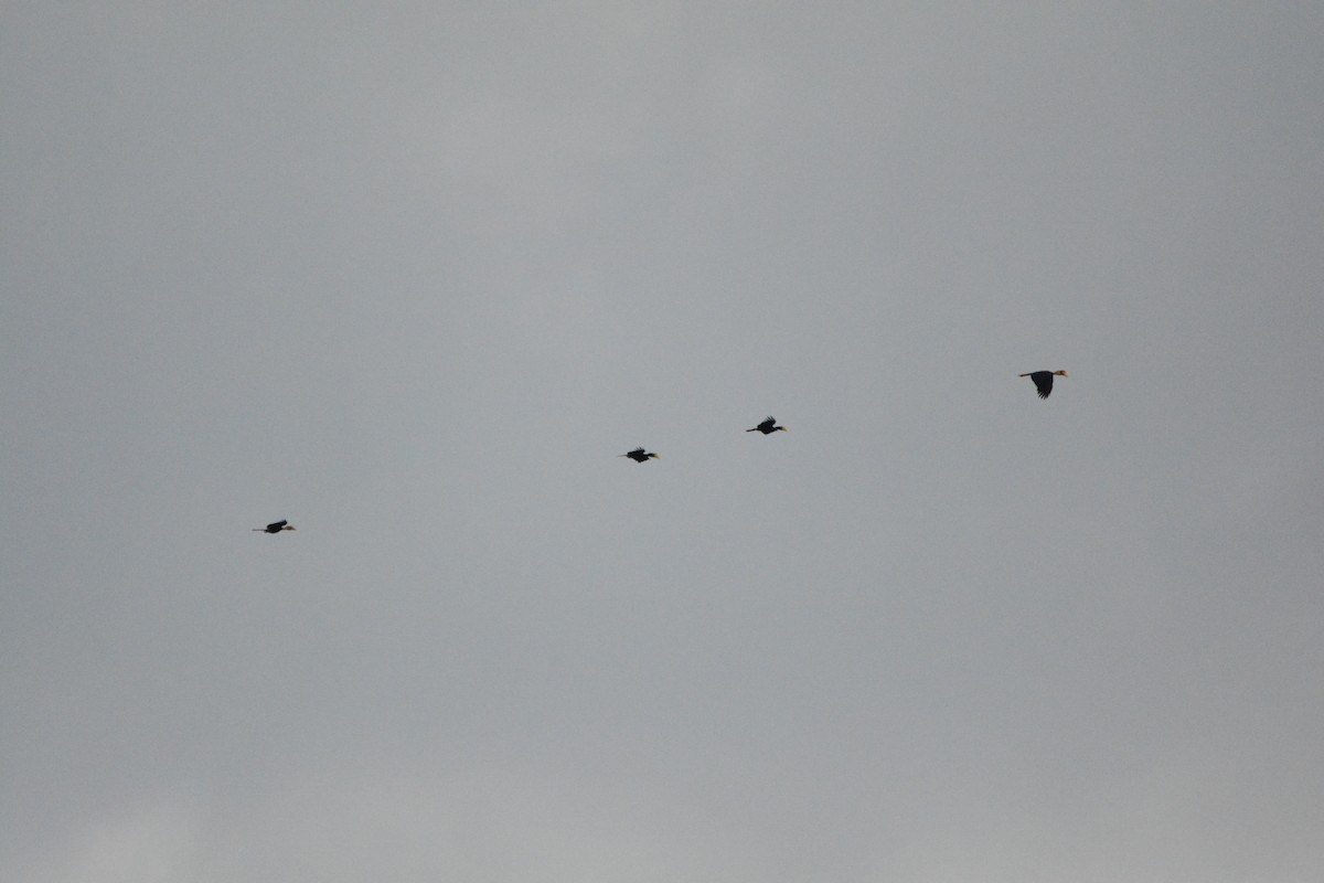 Wrinkled Hornbill - ML645896629