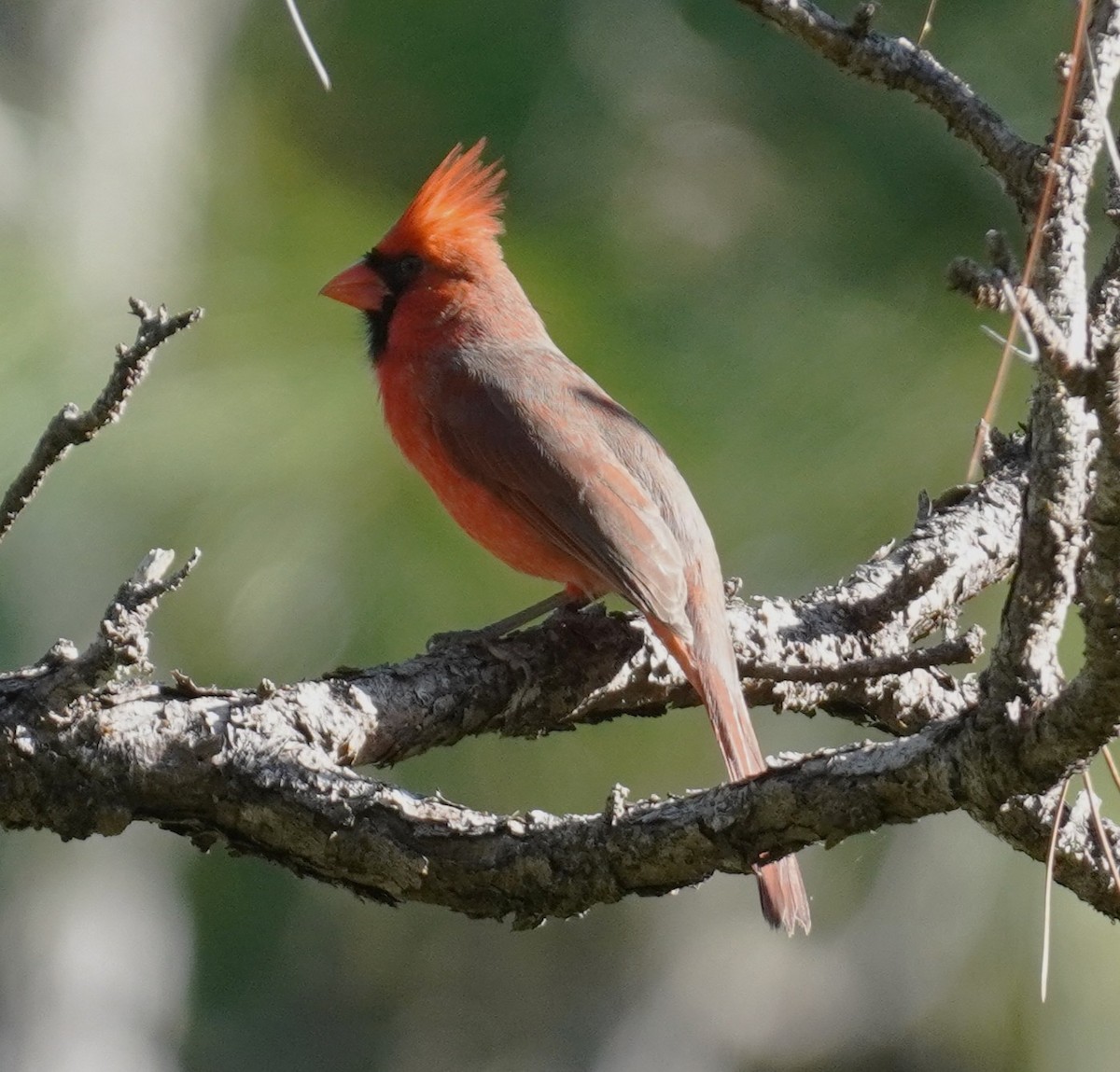 Northern Cardinal (Common) - ML645896630