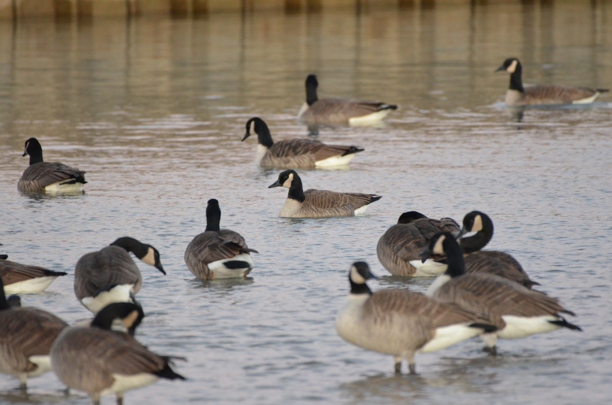 Cackling Goose - ML645896633