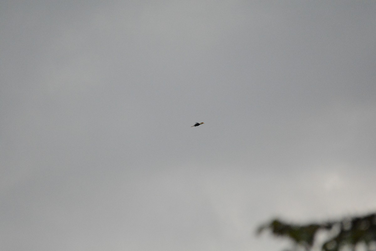 Wrinkled Hornbill - ML645896639