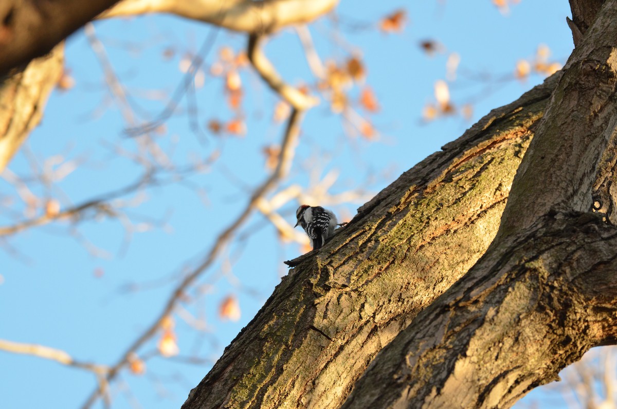 Downy Woodpecker - ML645896642