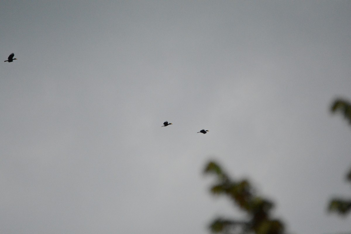 Wrinkled Hornbill - ML645896649