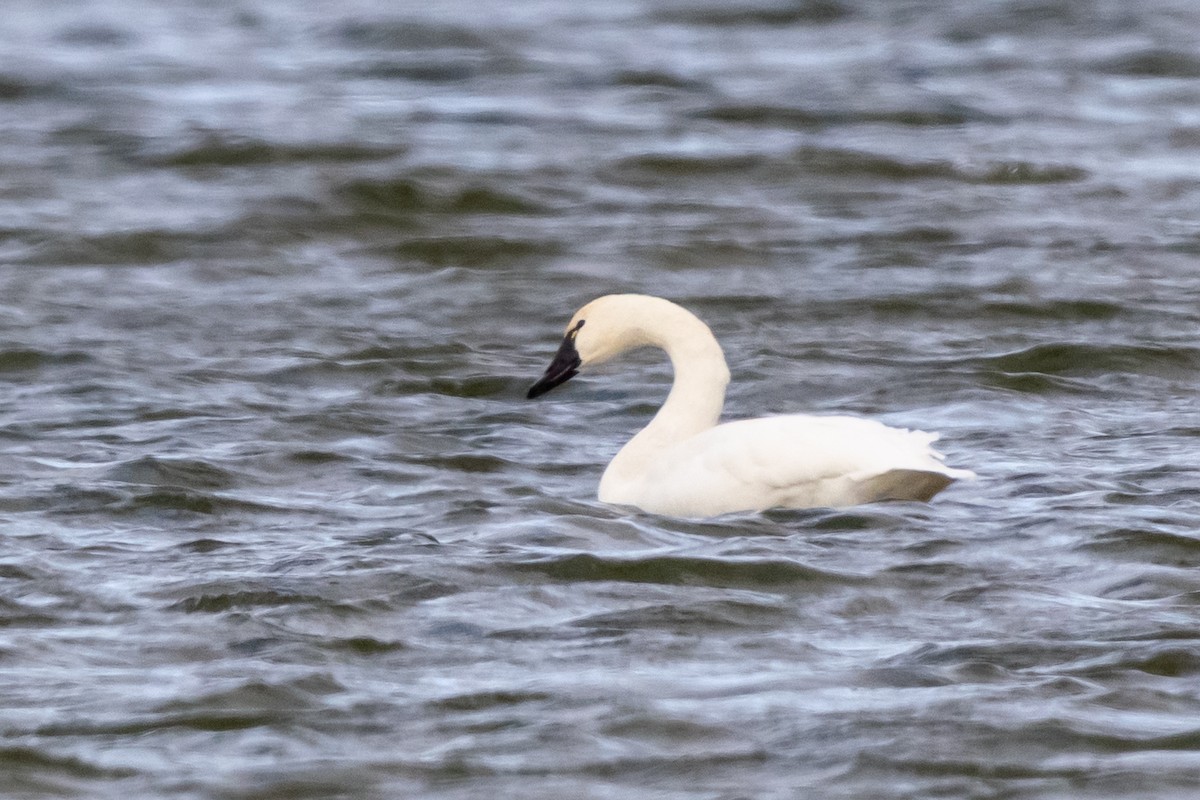 Гунгар хун - ML645896651