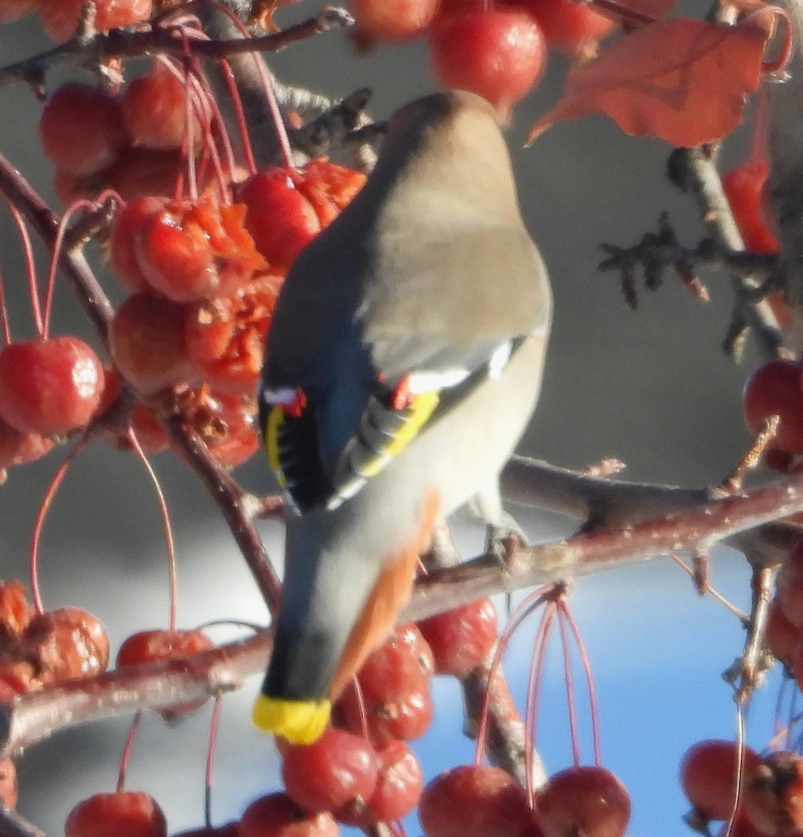 Buztanori boreala - ML645896654