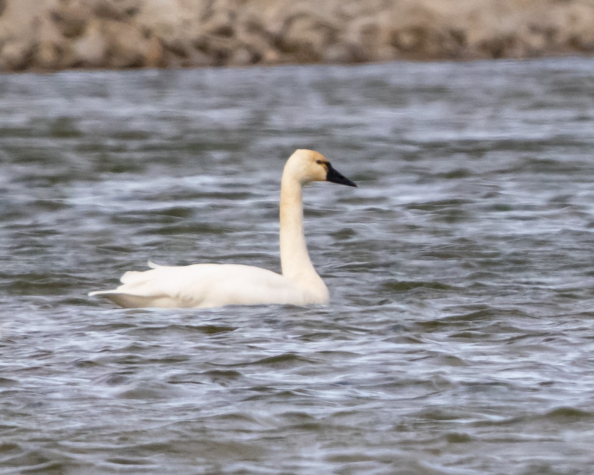 Гунгар хун - ML645896656