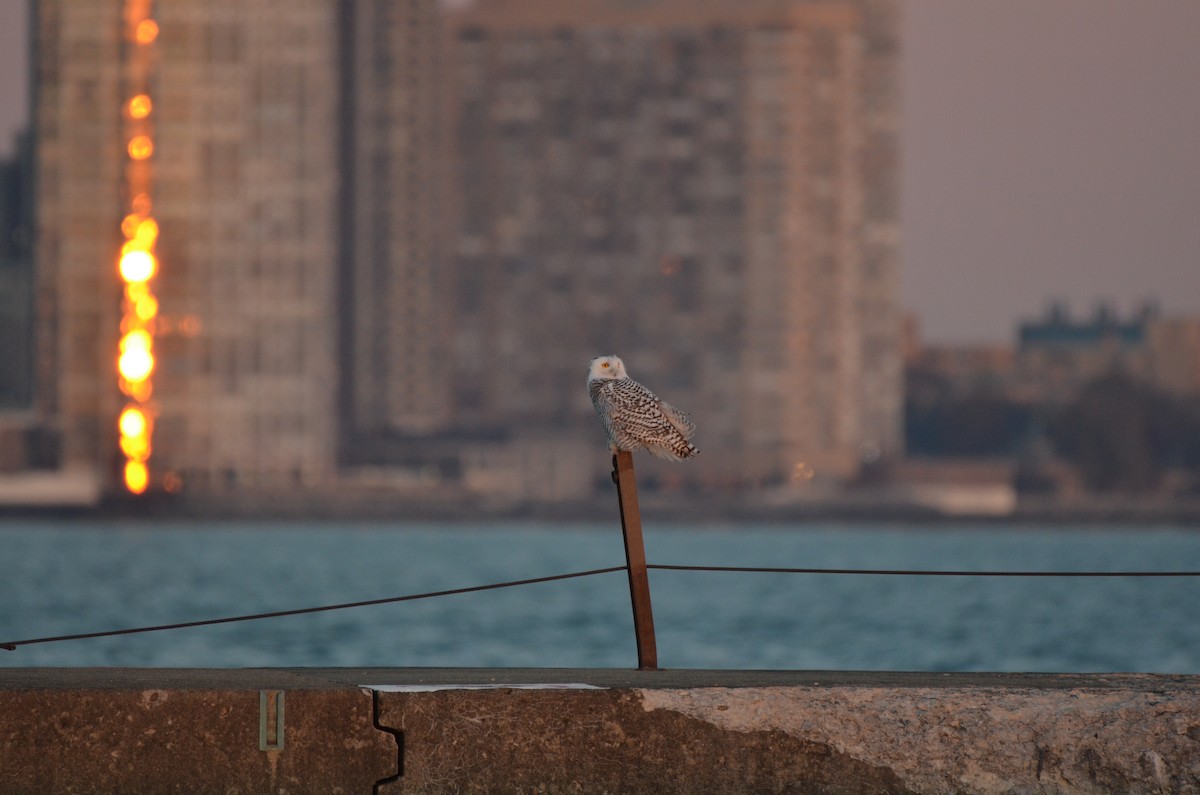 Snowy Owl - ML645896657