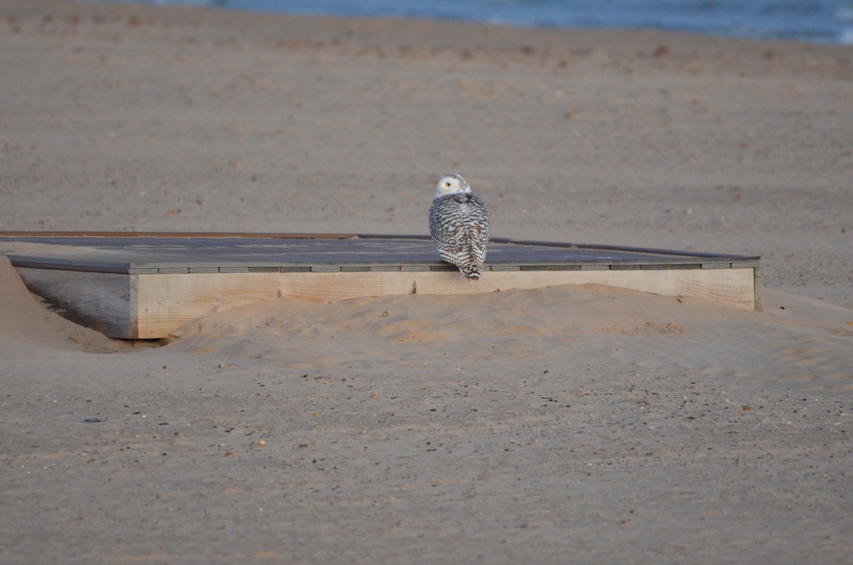 Snowy Owl - ML645896658