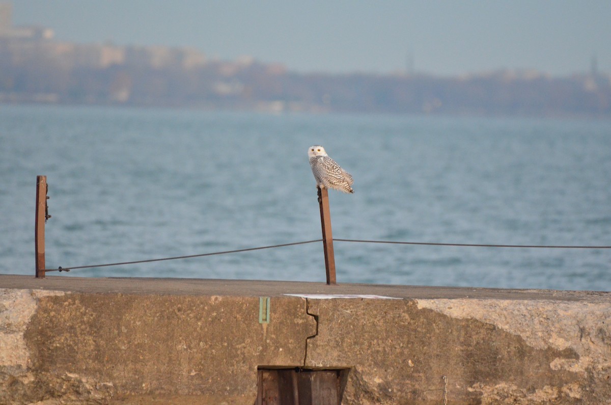Snowy Owl - ML645896659