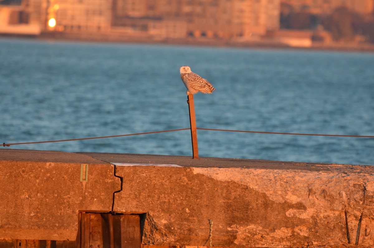 Snowy Owl - ML645896661