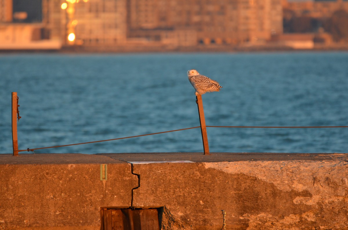 Snowy Owl - ML645896662