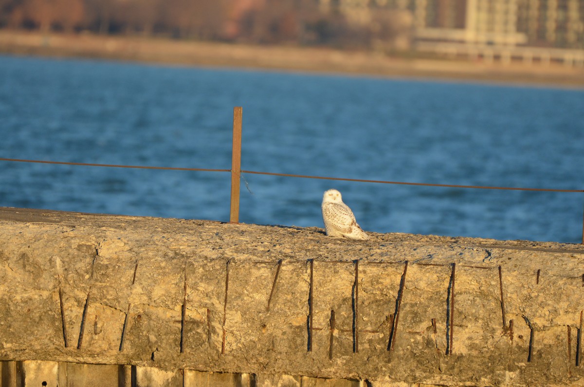 Snowy Owl - ML645896663