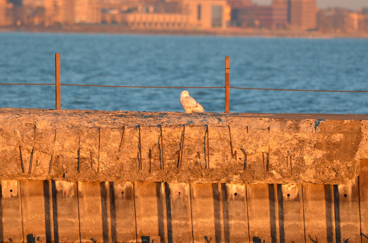 Snowy Owl - ML645896666