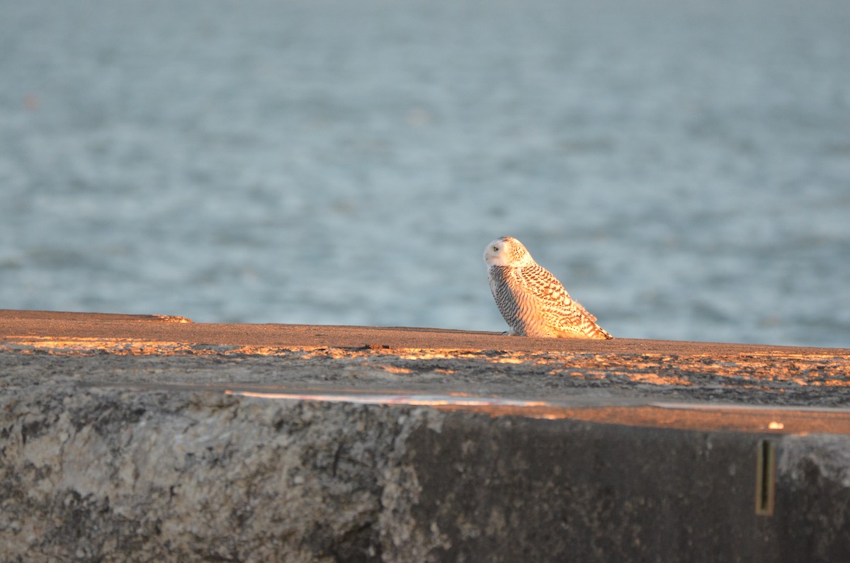 Snowy Owl - ML645896667