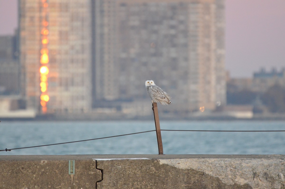 Snowy Owl - ML645896669