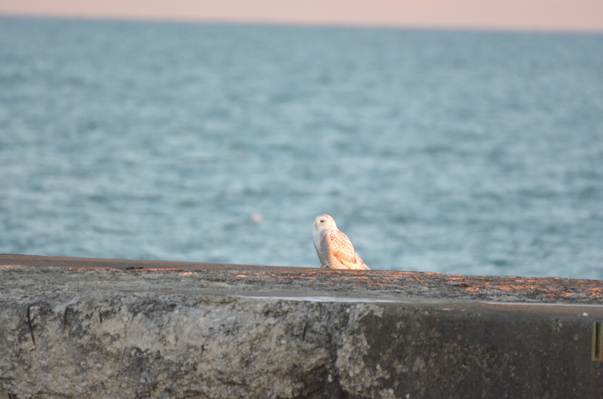 Snowy Owl - ML645896670
