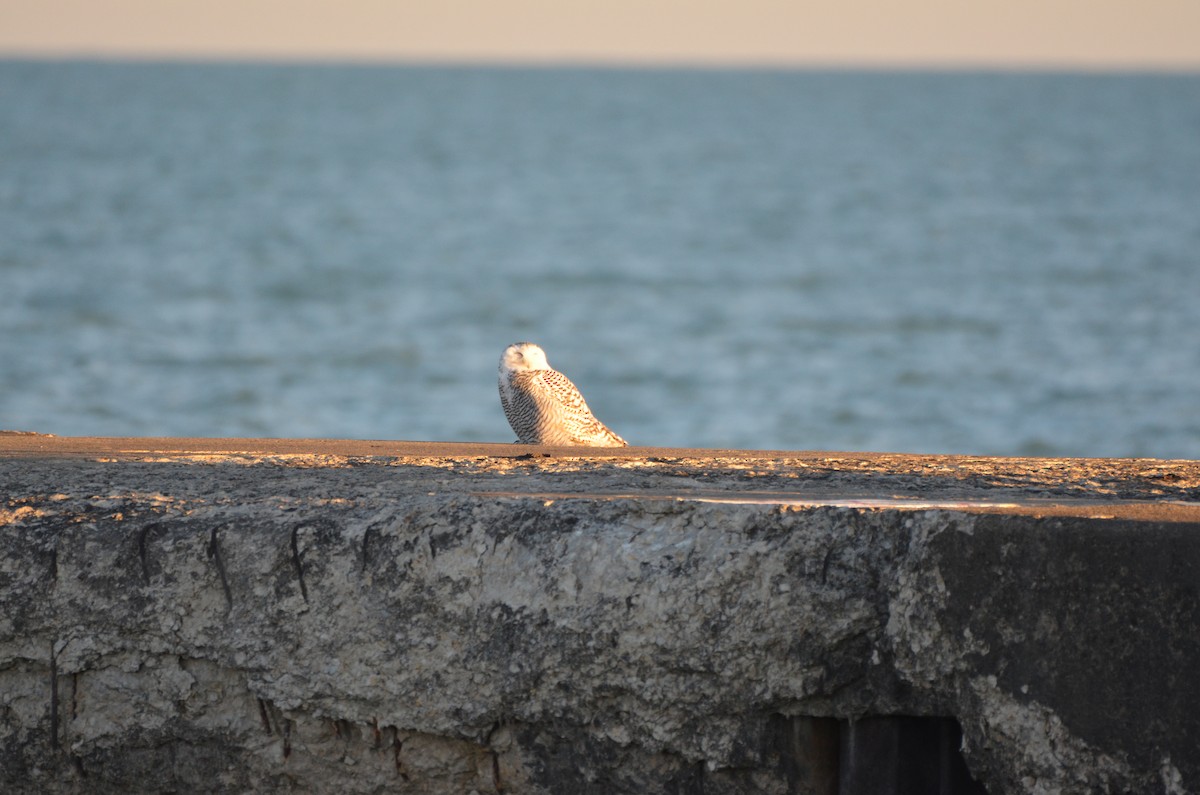 Snowy Owl - ML645896671