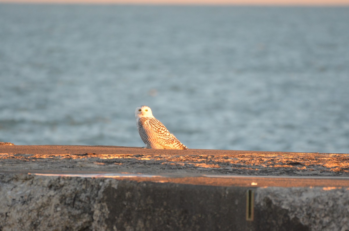 Snowy Owl - ML645896672