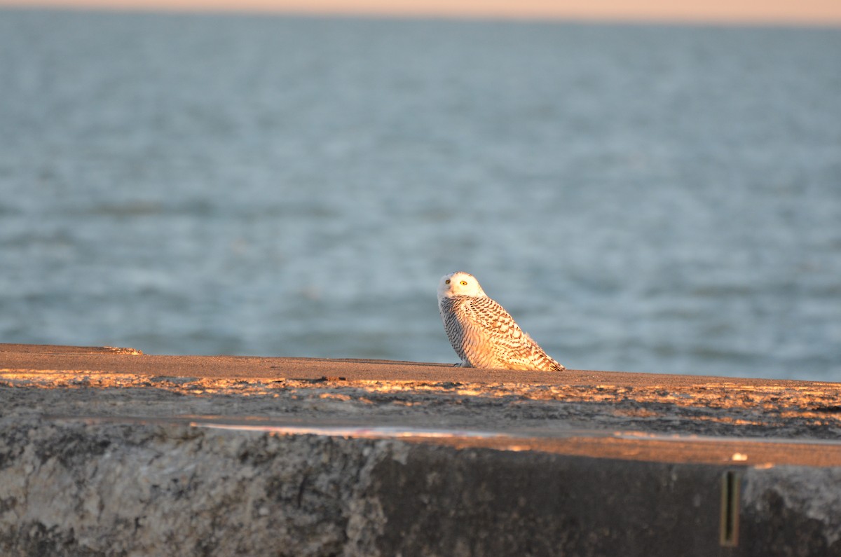 Snowy Owl - ML645896673