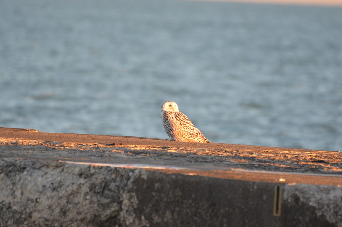 Snowy Owl - ML645896674