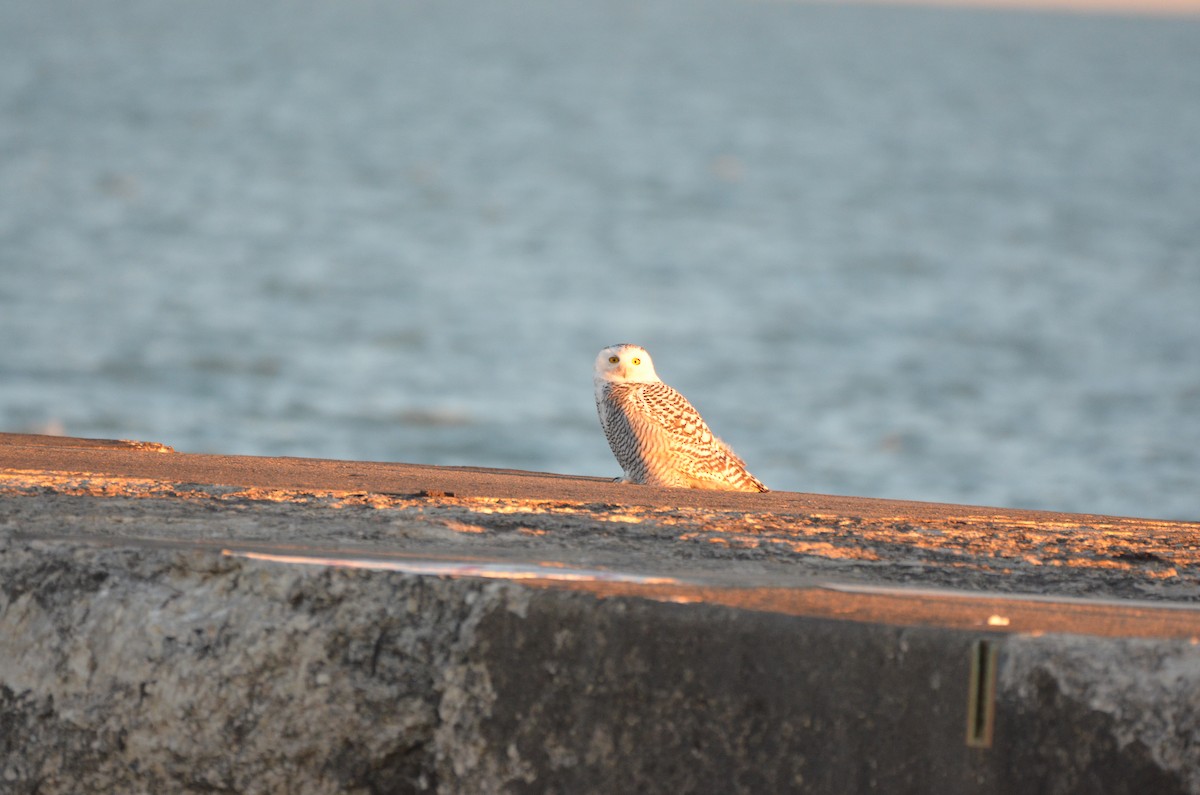 Snowy Owl - ML645896675
