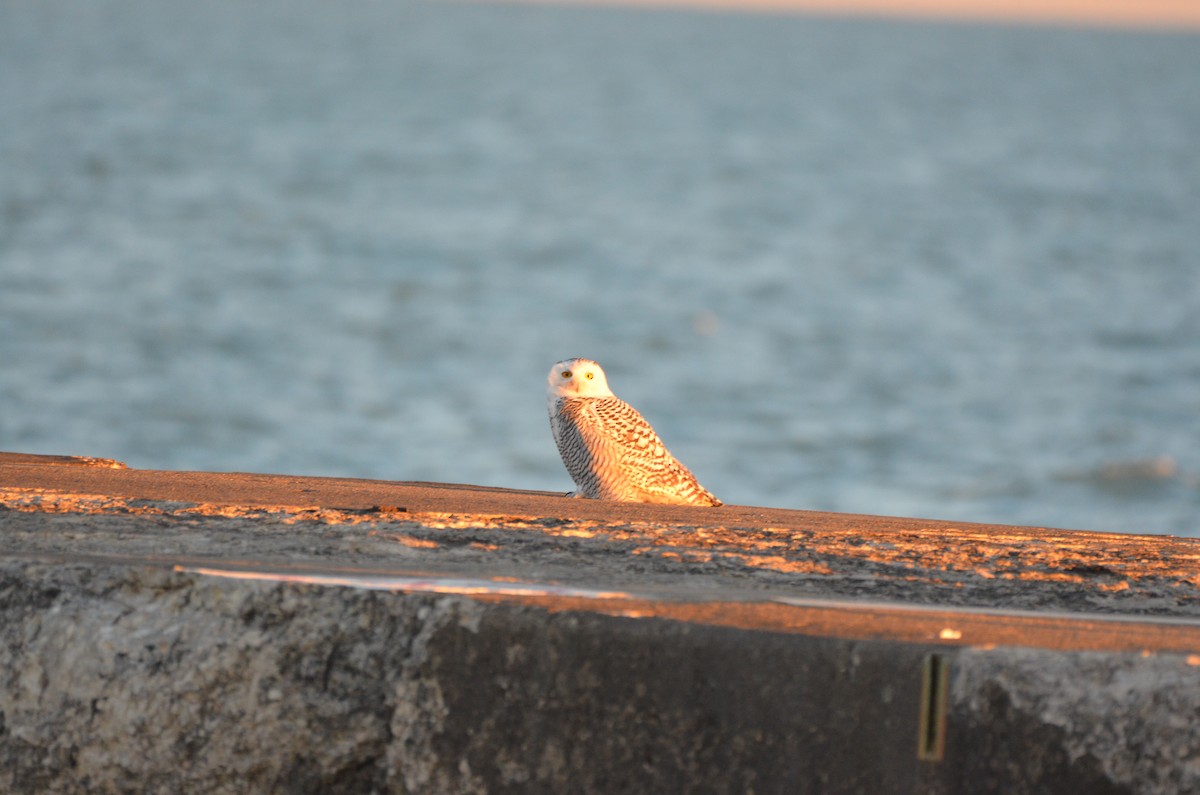 Snowy Owl - ML645896678