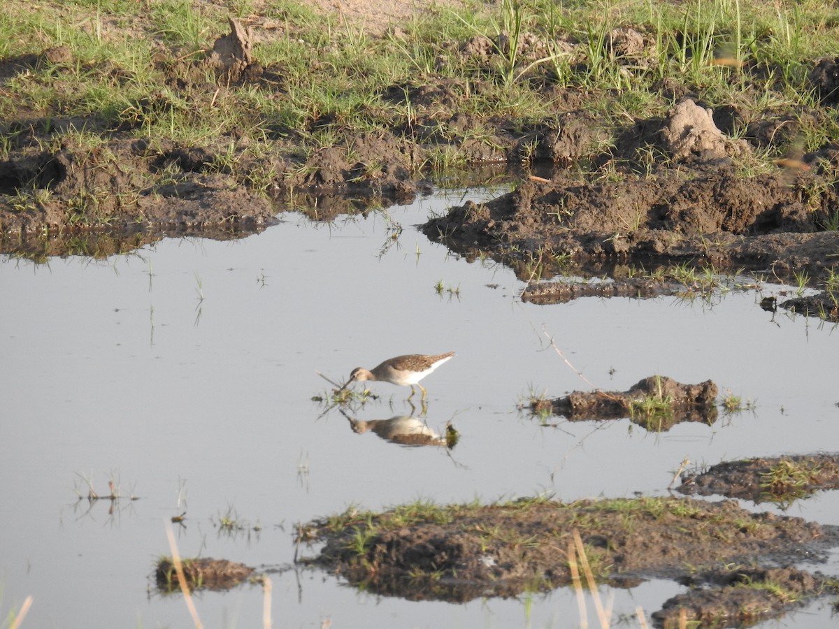 vodouš bahenní - ML645896684