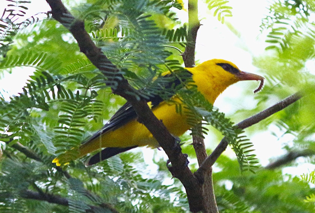 Indian Golden Oriole - ML645896696
