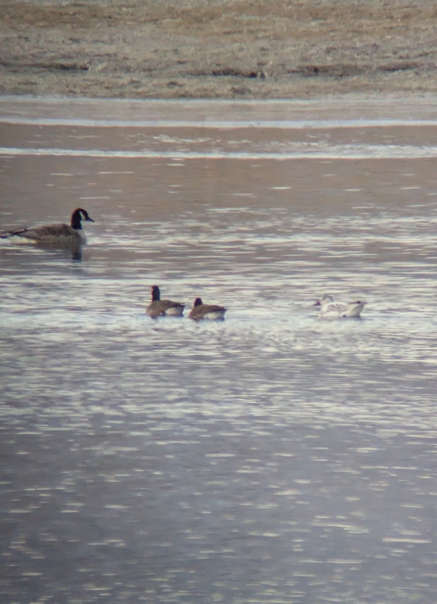 Snow Goose - ML645896698