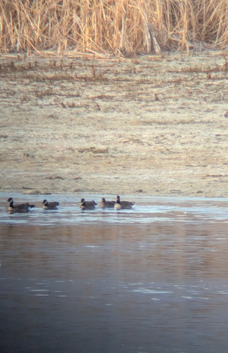 Greater White-fronted Goose - ML645896702