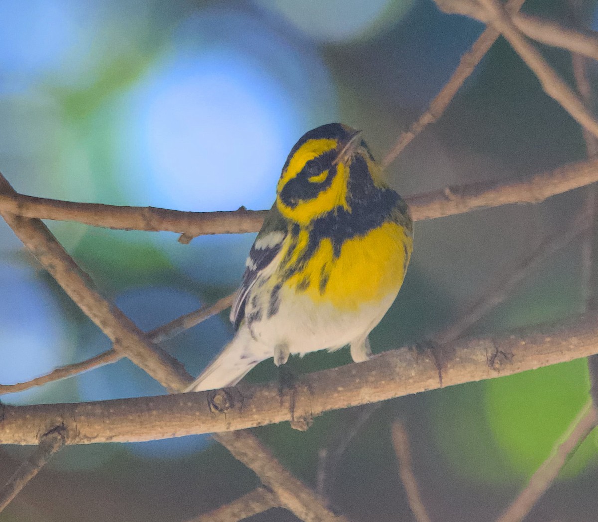 Townsend's Warbler - ML645896703