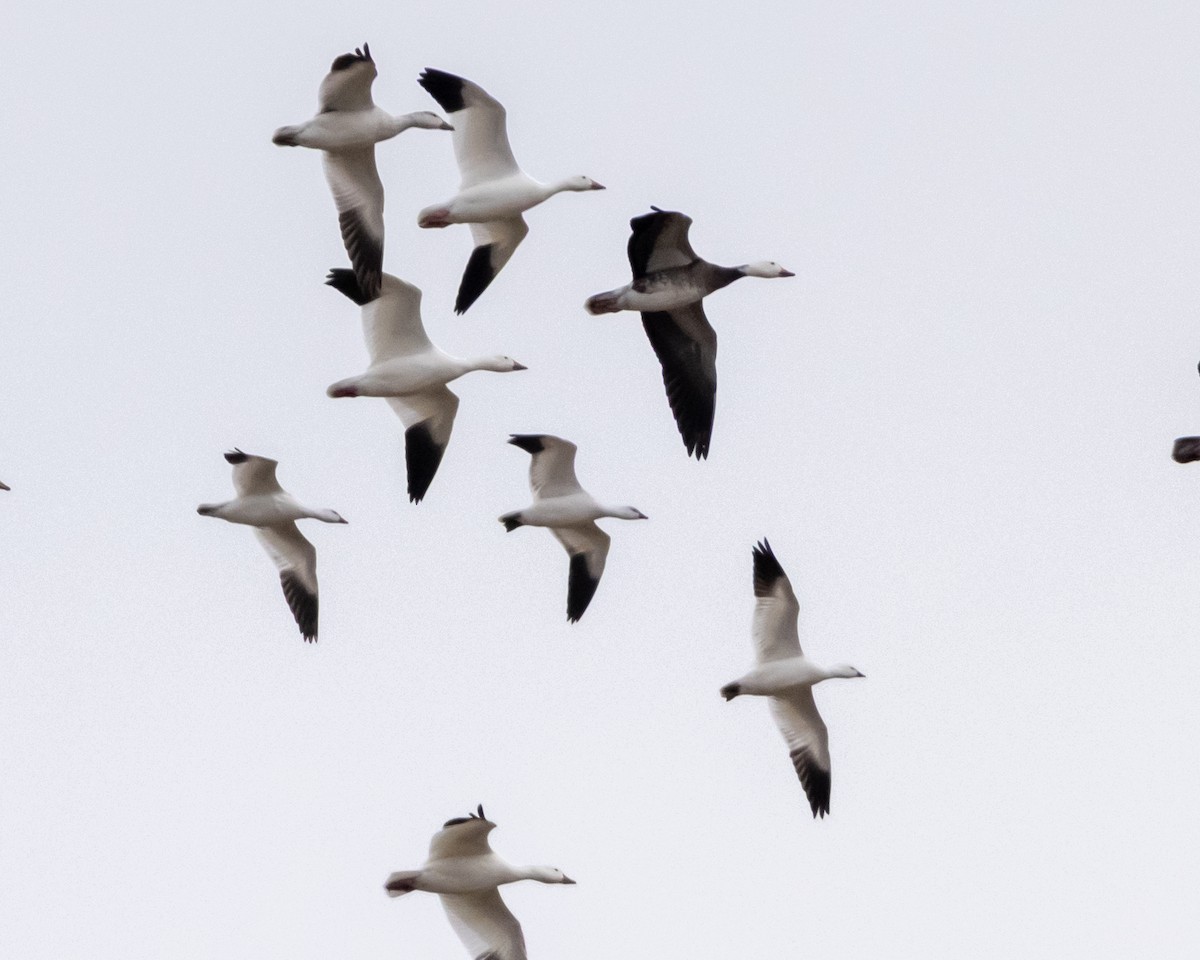 Ross's Goose - ML645896704