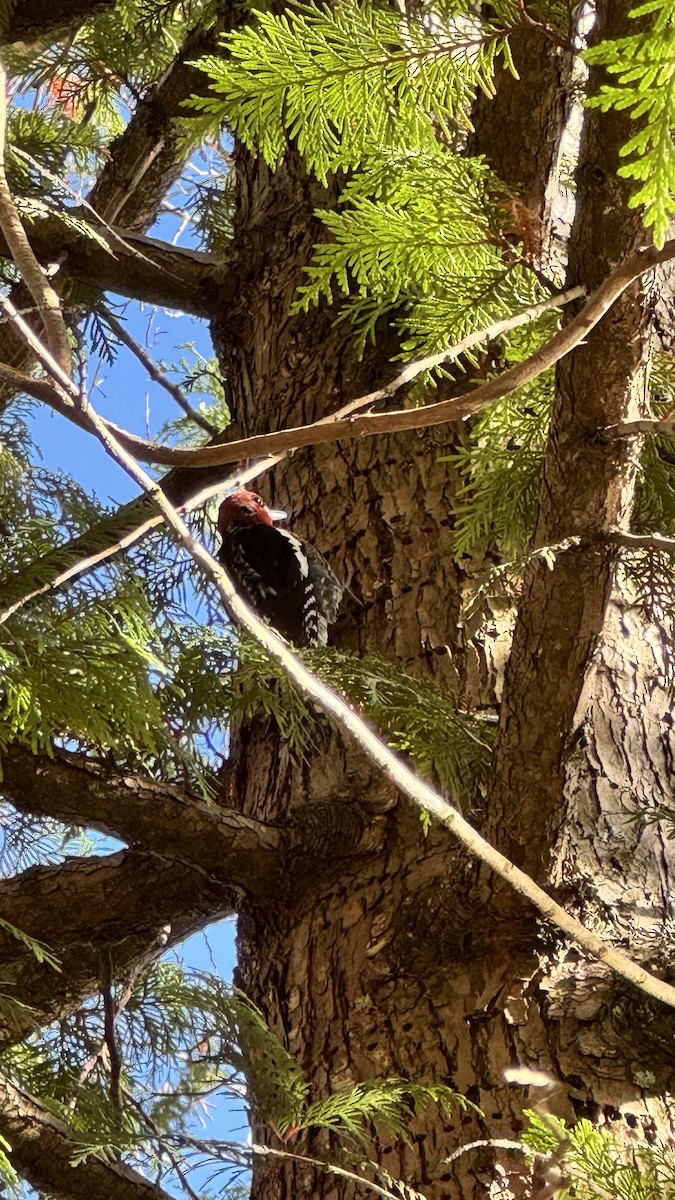 Red-breasted Sapsucker - ML645896707