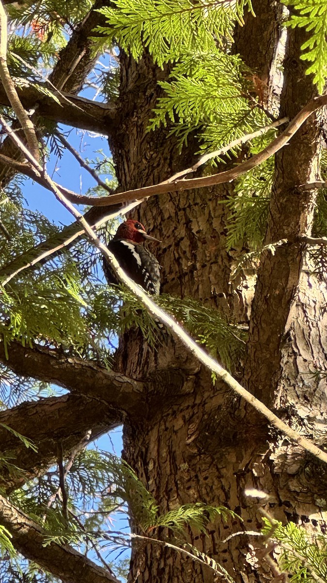 Red-breasted Sapsucker - ML645896708