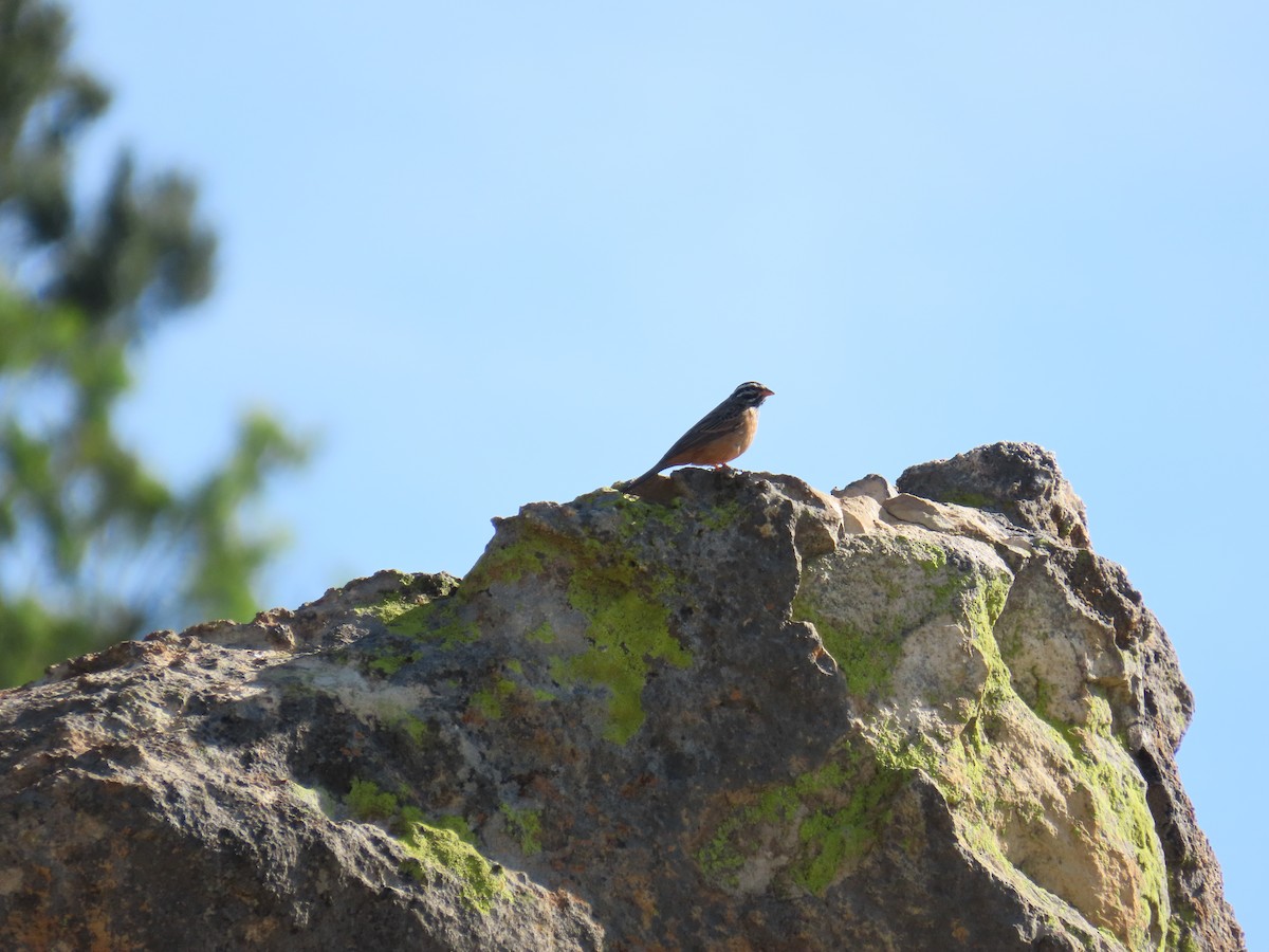 Cinnamon-breasted Bunting - ML645896709
