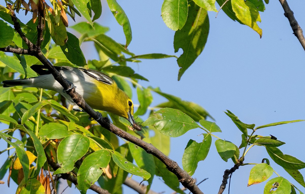 Yellow-throated Vireo - ML645896713