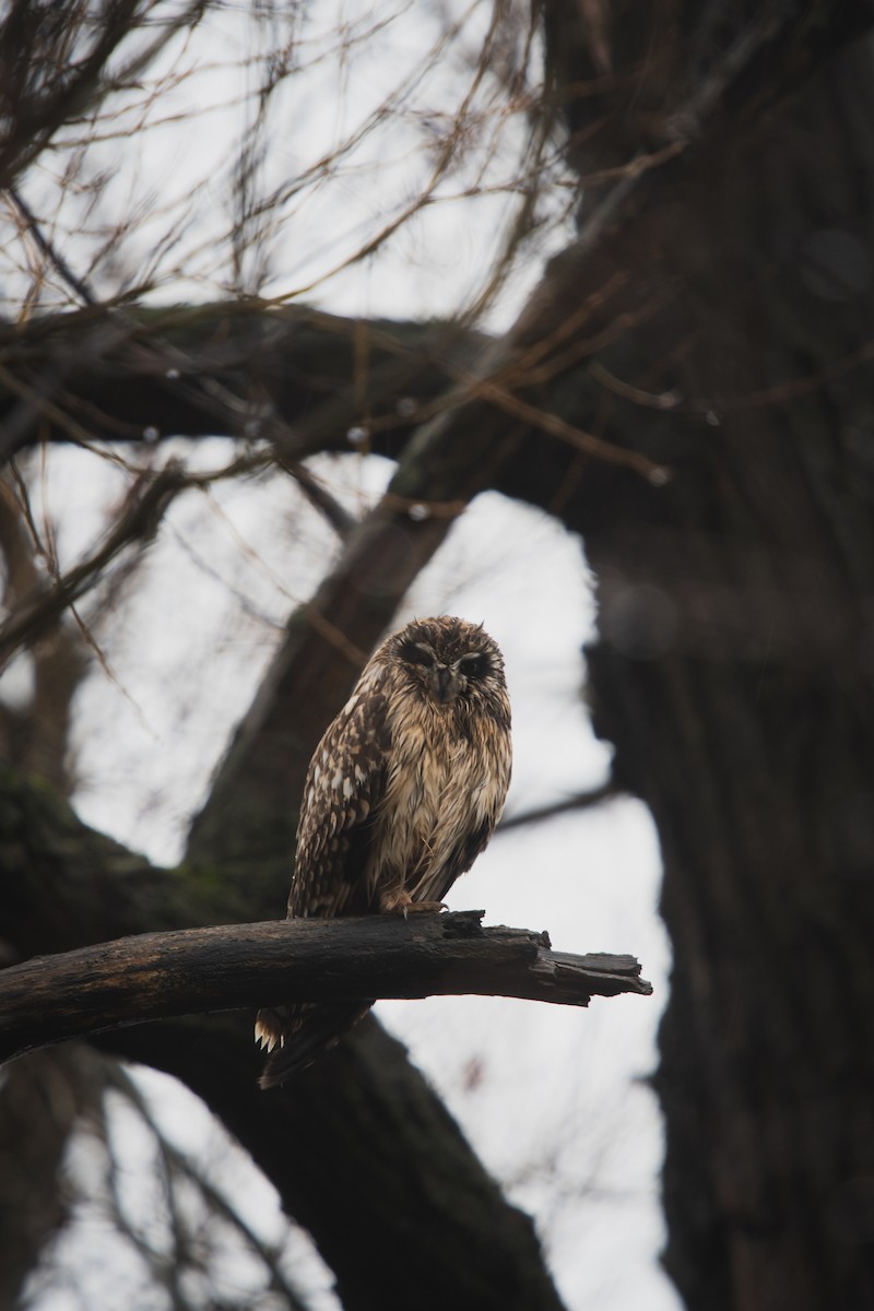 Short-eared Owl - ML645896717